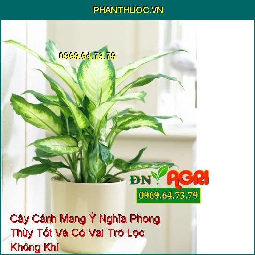 Cây Cảnh Mang Ý Nghĩa Phong Thủy Tốt Và Có Vai Trò Lọc Không Khí