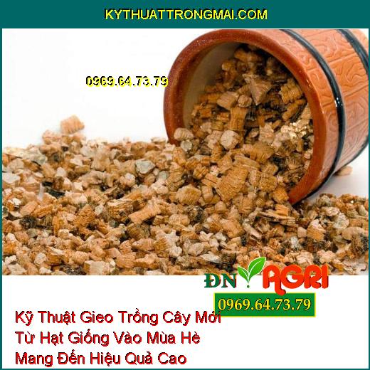 Kỹ Thuật Gieo Trồng Cây Mới Từ Hạt Giống Vào Mùa Hè Mang Đến Hiệu Quả Cao