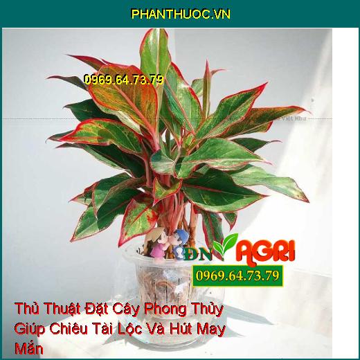 Thủ Thuật Đặt Cây Phong Thủy Giúp Chiêu Tài Lộc Và Hút May Mắn