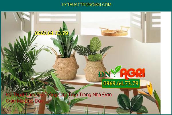 Kỹ Thuật Làm Giỏ Trồng Cây Treo Trong Nhà Đơn Giản Mà Độc Đáo