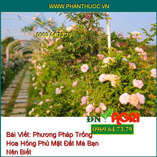 Phương Pháp Trồng Hoa Hồng Phủ Mặt Đất Mà Bạn Nên Biết