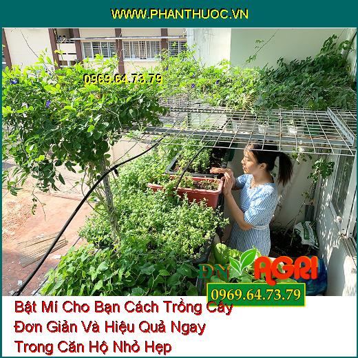 Bật Mí Cho Bạn Cách Trồng Cây Đơn Giản Và Hiệu Quả Ngay Trong Căn Hộ Nhỏ Hẹp