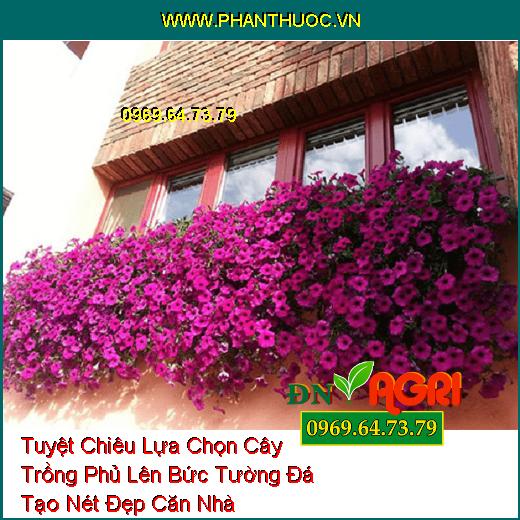 Tuyệt Chiêu Lựa Chọn Cây Trồng Phủ Lên Bức Tường Đá Tạo Nét Đẹp Căn Nhà