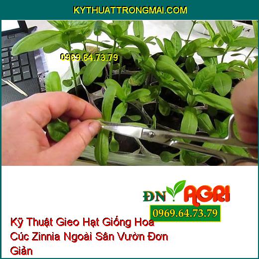 Kỹ Thuật Gieo Hạt Giống Hoa Cúc Zinnia Ngoài Sân Vườn Đơn Giản