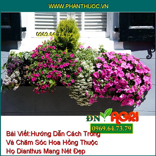 Hướng Dẫn Cách Trồng Và Chăm Sóc Hoa Hồng Thuộc Họ Dianthus Mang Nét Đẹp Quyến Rũ