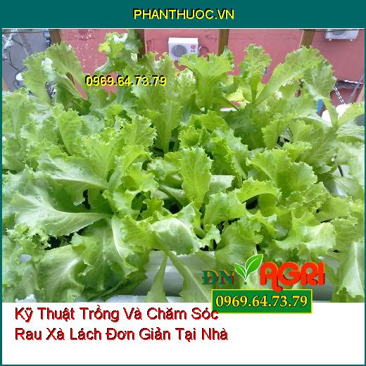 Kỹ Thuật Trồng Và Chăm Sóc Rau Xà Lách Đơn Giản Tại Nhà