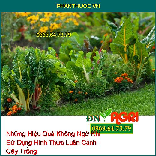 Những Hiệu Quả Không Ngờ Khi Sử Dụng Hình Thức Luân Canh Cây Trồng