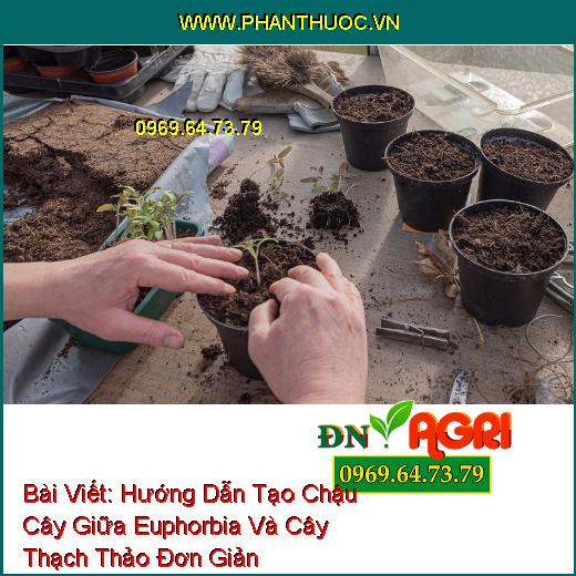 Bài Viết: 
Hướng Dẫn Tạo Chậu Cây Giữa Euphorbia Và Cây Thạch Thảo 
Đơn Giản