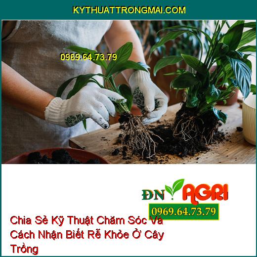 Chia Sẻ Kỹ Thuật Chăm Sóc Và Cách Nhận Biết Rễ Khỏe Ở Cây Trồng Giúp Mang Tới Hiệu Quả Cao