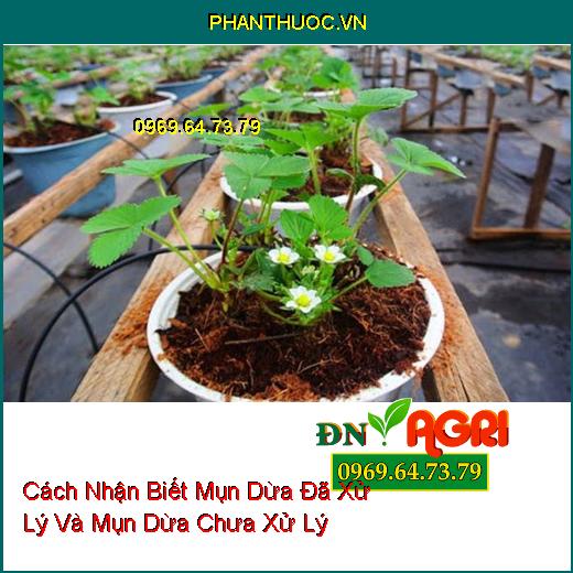 Cách Nhận Biết Mụn Dừa Đã Xử Lý Và Mụn Dừa Chưa Xử Lý