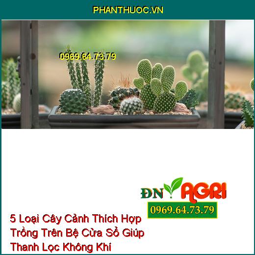 5 Loại Cây Cảnh Thích Hợp Trồng Trên Bệ Cửa Sổ Giúp Thanh Lọc Không Khí