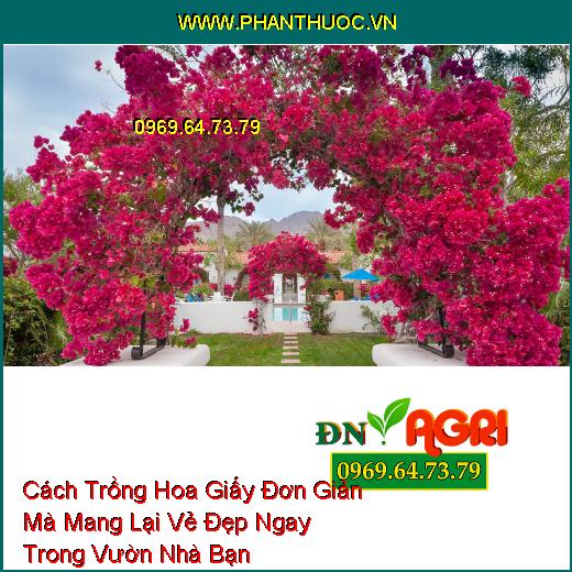 Cách Trồng Hoa Giấy Đơn Giản Mà Mang Lại Vẻ Đẹp Ngay Trong Vườn Nhà Bạn