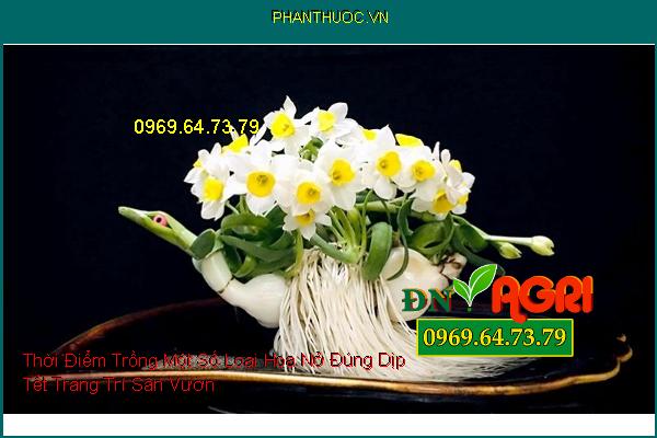 Thời Điểm Trồng Một Số Loại Hoa Nở Đúng Dịp Tết Trang Trí Sân Vườn