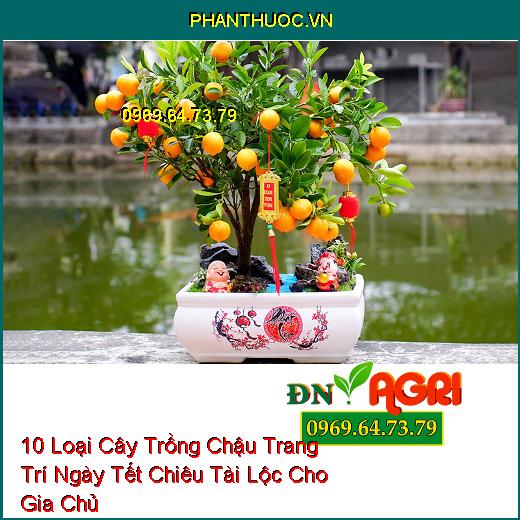 10 Loại Cây Trồng Chậu Trang Trí Ngày Tết Chiêu Tài Lộc Cho Gia Chủ