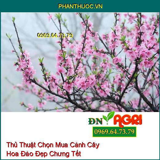 Thủ Thuật Chọn Mua Cành Cây Hoa Đào Đẹp Chưng Tết