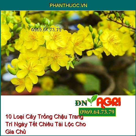 10 Loại Cây Trồng Chậu Trang Trí Ngày Tết Chiêu Tài Lộc Cho Gia Chủ