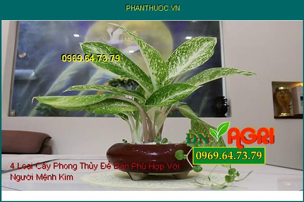 4 Loại Cây Phong Thủy Để Bàn Phù Hợp Với Người Mệnh Kim