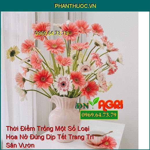 Thời Điểm Trồng Một Số Loại Hoa Nở Đúng Dịp Tết Trang Trí Sân Vườn