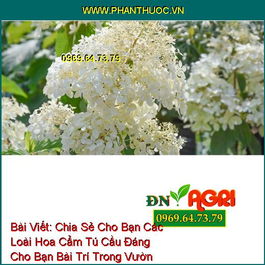 Bài Viết: Chia Sẻ Cho Bạn Các Loài Hoa Cẩm Tú Cầu Đáng Cho Bạn Bài Trí Trong Vườn Nhà